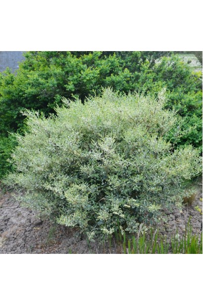 Бірючина Musli